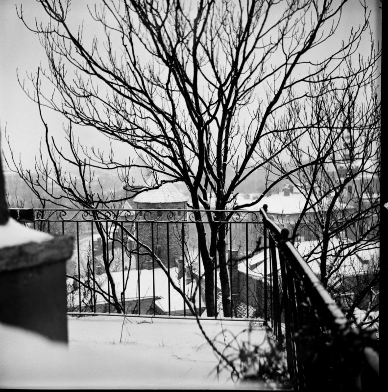leafless trees behind metal fence in winter